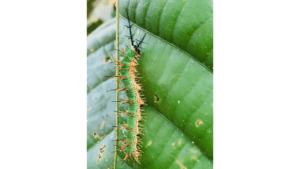 FOTO 5 PAOLA SANTACRUZ