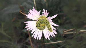 FOTO 4 PAOLA SANTACRUZ